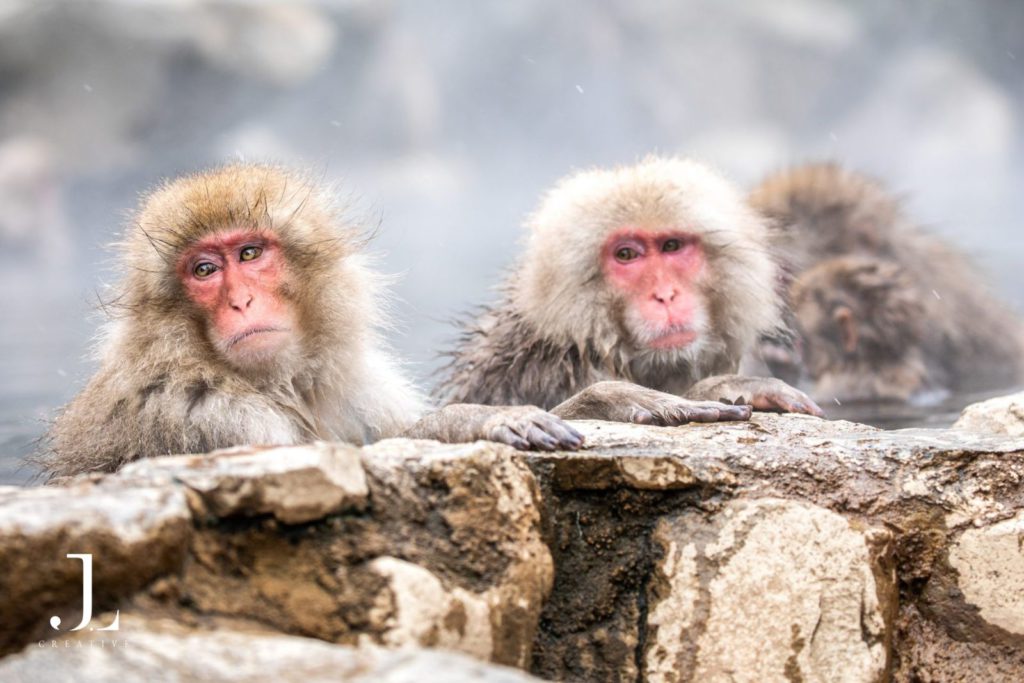 Wildlife and Cultural Photography Japan