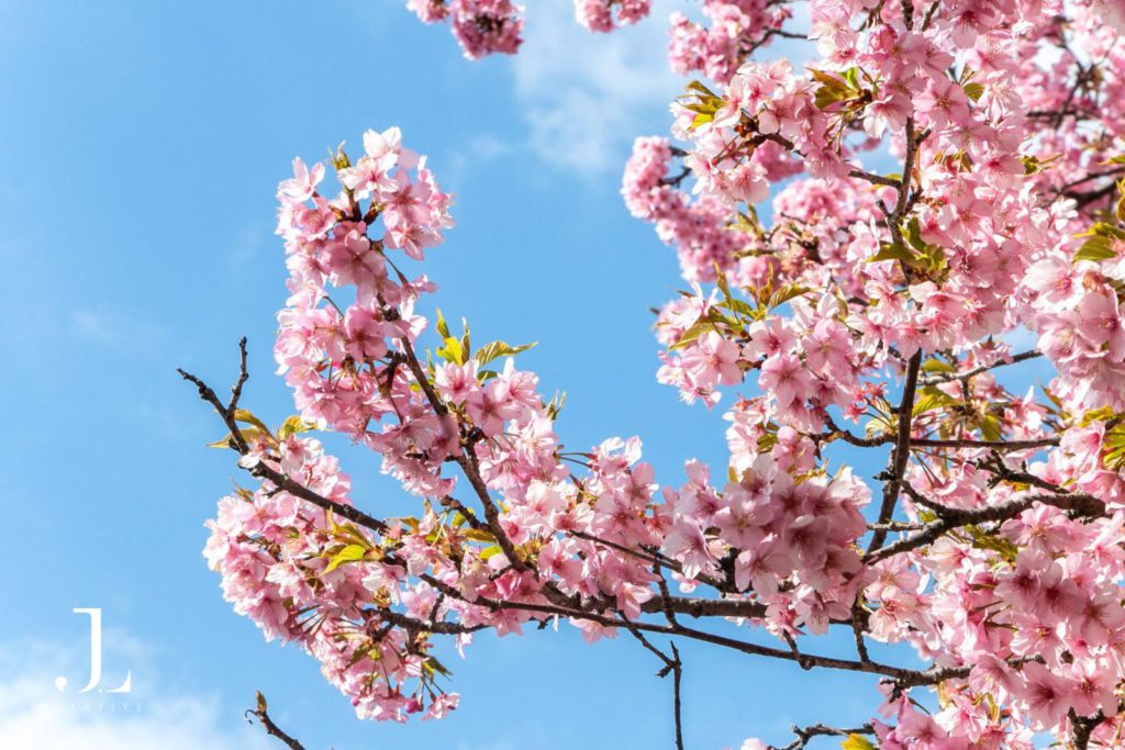 cherry blossoms in Japan