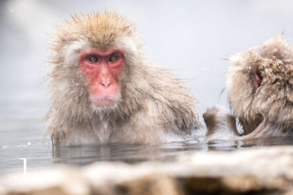Wildlife and Cultural Photography Japan