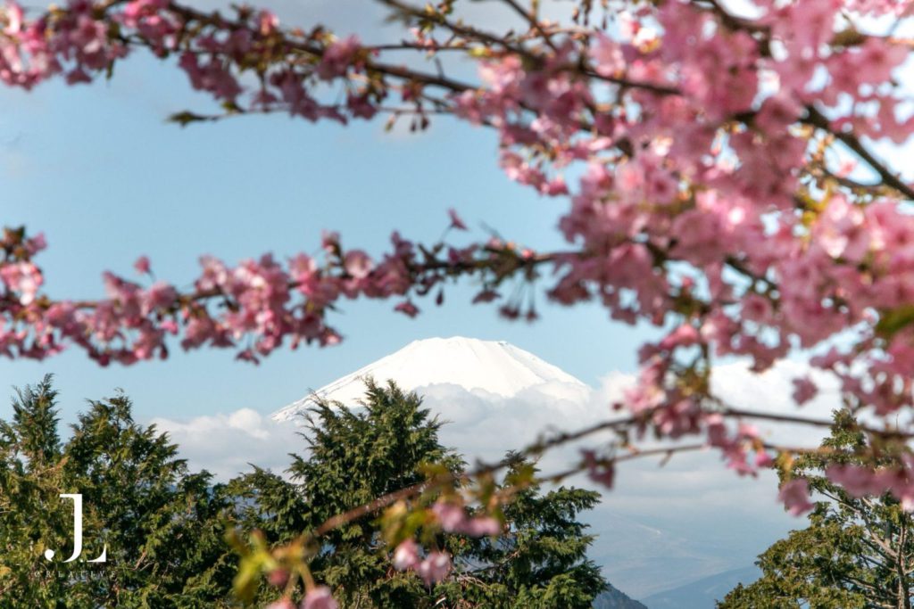 Snow-capped Mount Fuji framed by pink cherry blossoms in Kawazu, Japan, captured during a luxury safari.