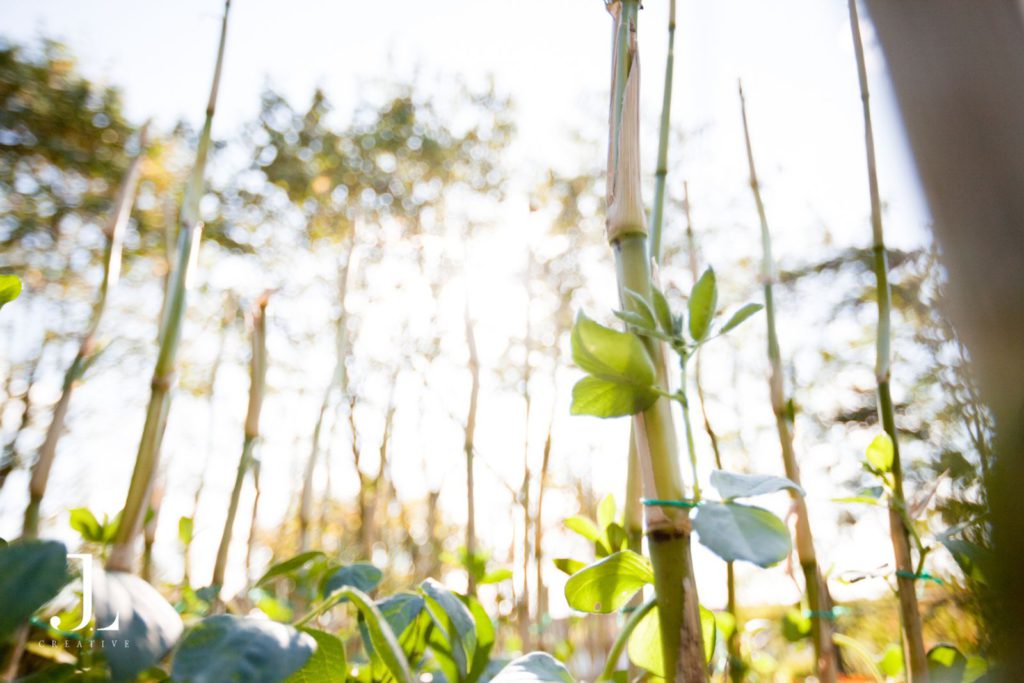 Lush environmental regeneration project led by Mind charity in the heart of Camden Town.