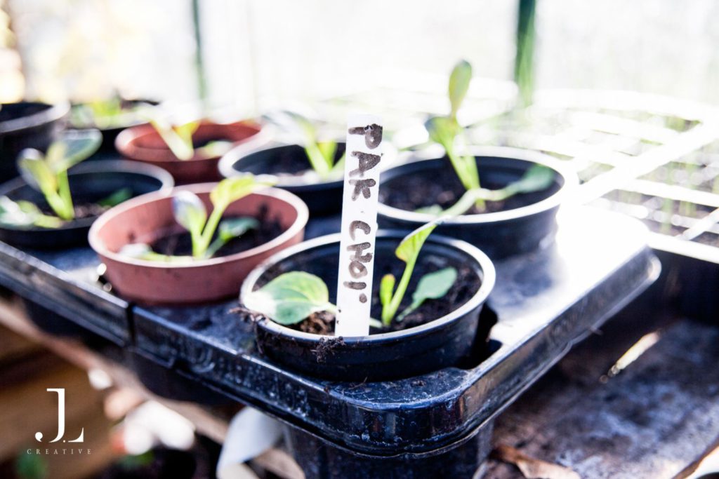 Lush environmental regeneration project led by Mind charity in the heart of Camden Town.