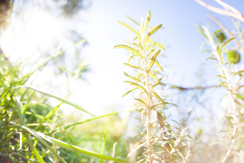 A peaceful green space in Camden Town used for Mind’s nature-based mental health initiatives.