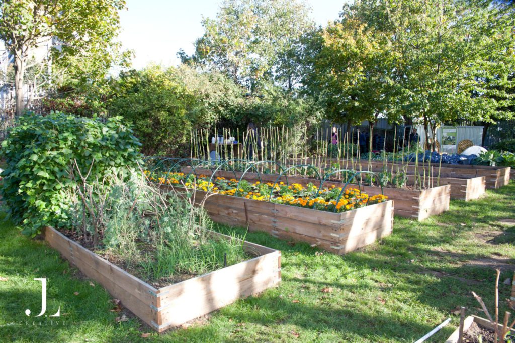 Tidy wooden raised garden beds with flourishing plants in a Mind mental health community project in London.