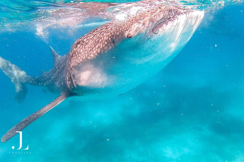 wildlife photography Philippines