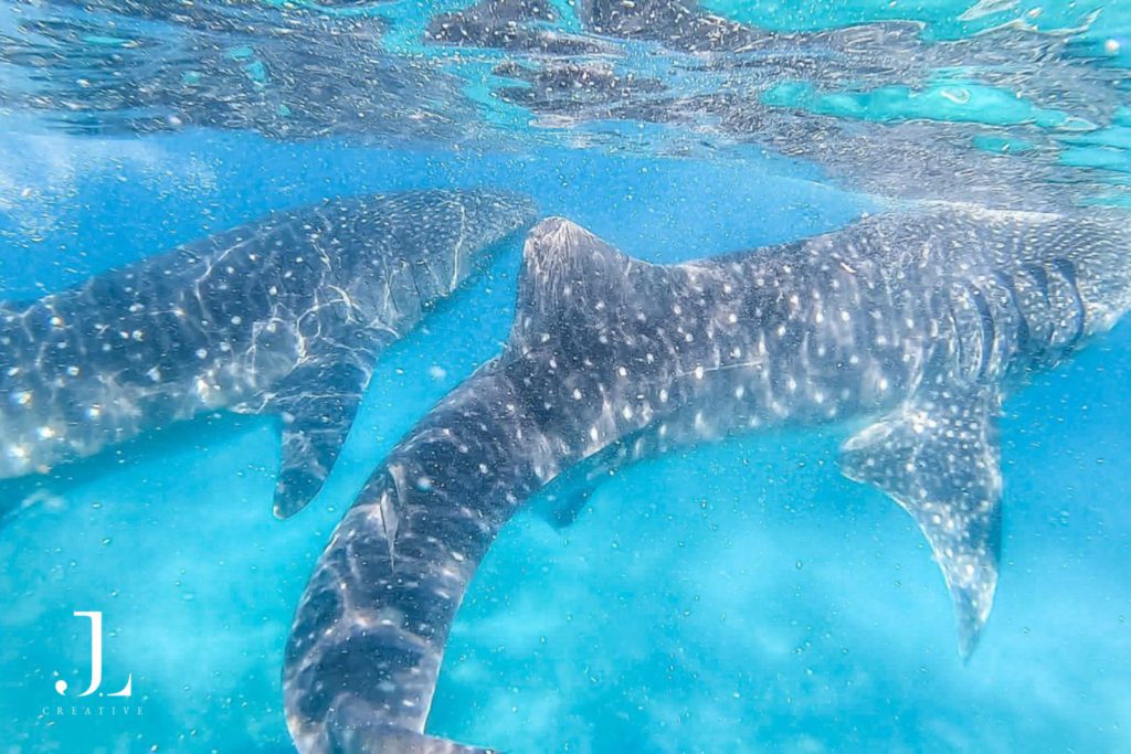 wildlife photography Philippines