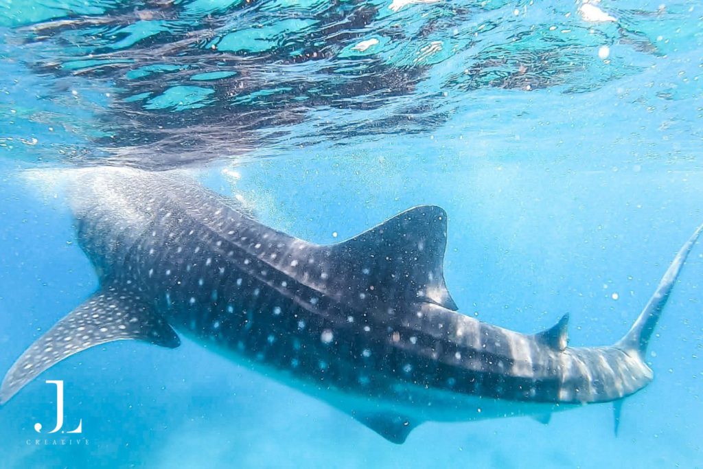 wildlife photography Philippines