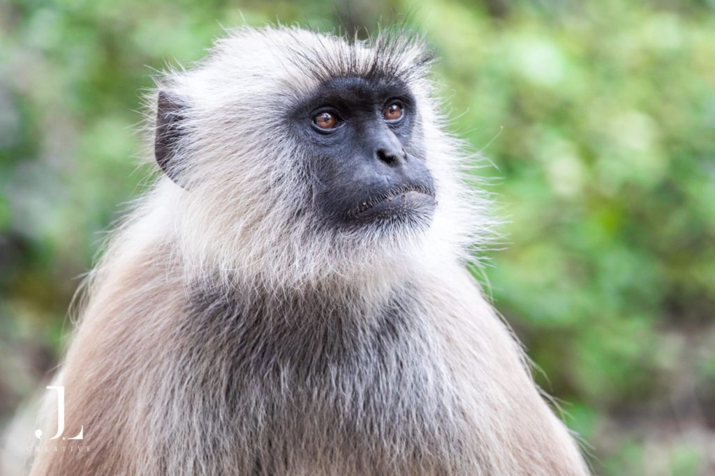 Wildlife Photography in India