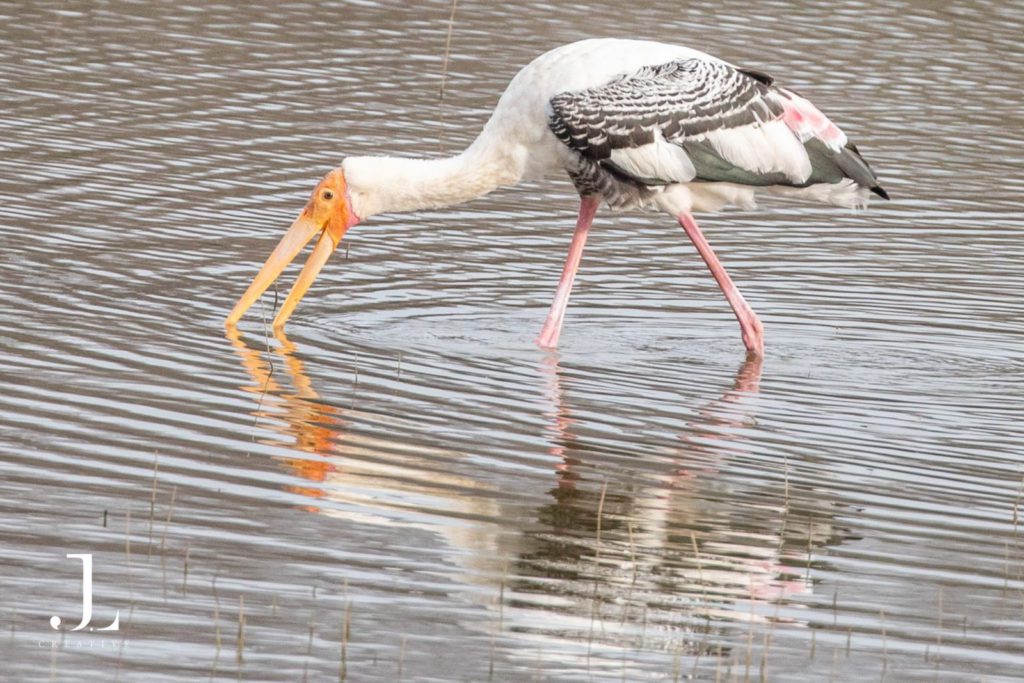 Wildlife Photography in India