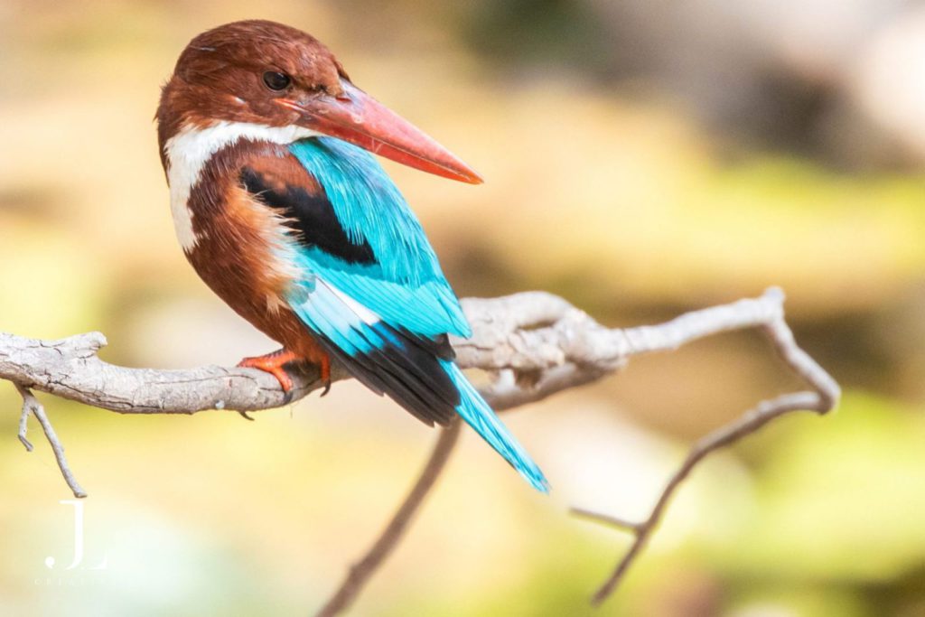 Wildlife Photography in India