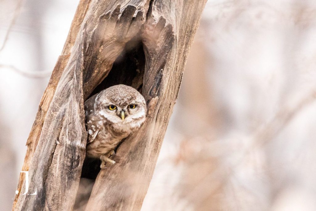 Wildlife Photography in India