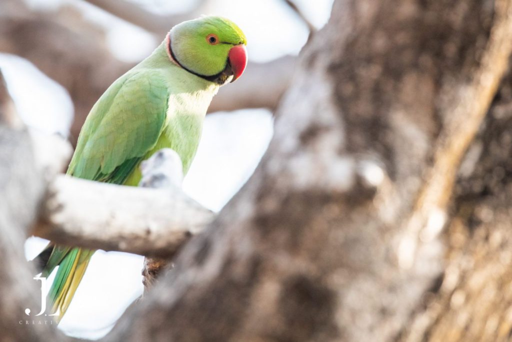 Wildlife Photography in India