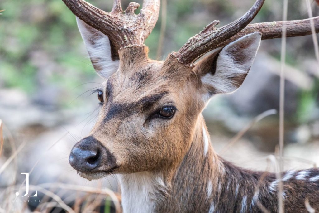 Wildlife Photography in India