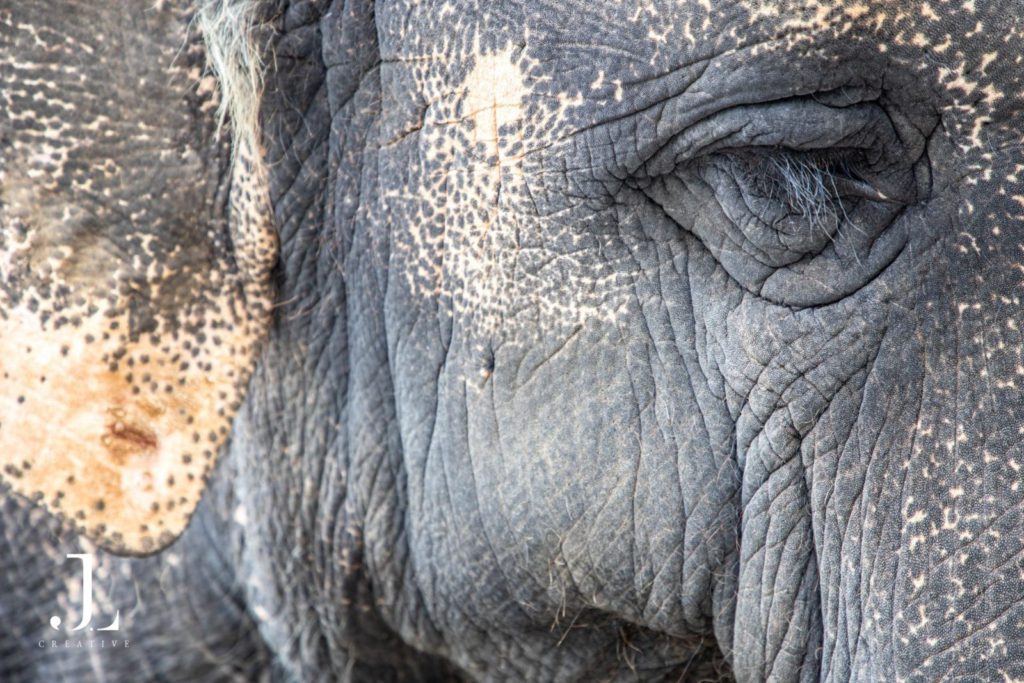 Wildlife Photography in India