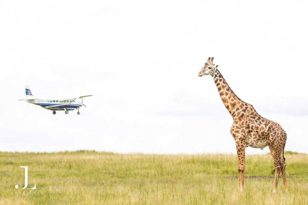 Kenya safari photography