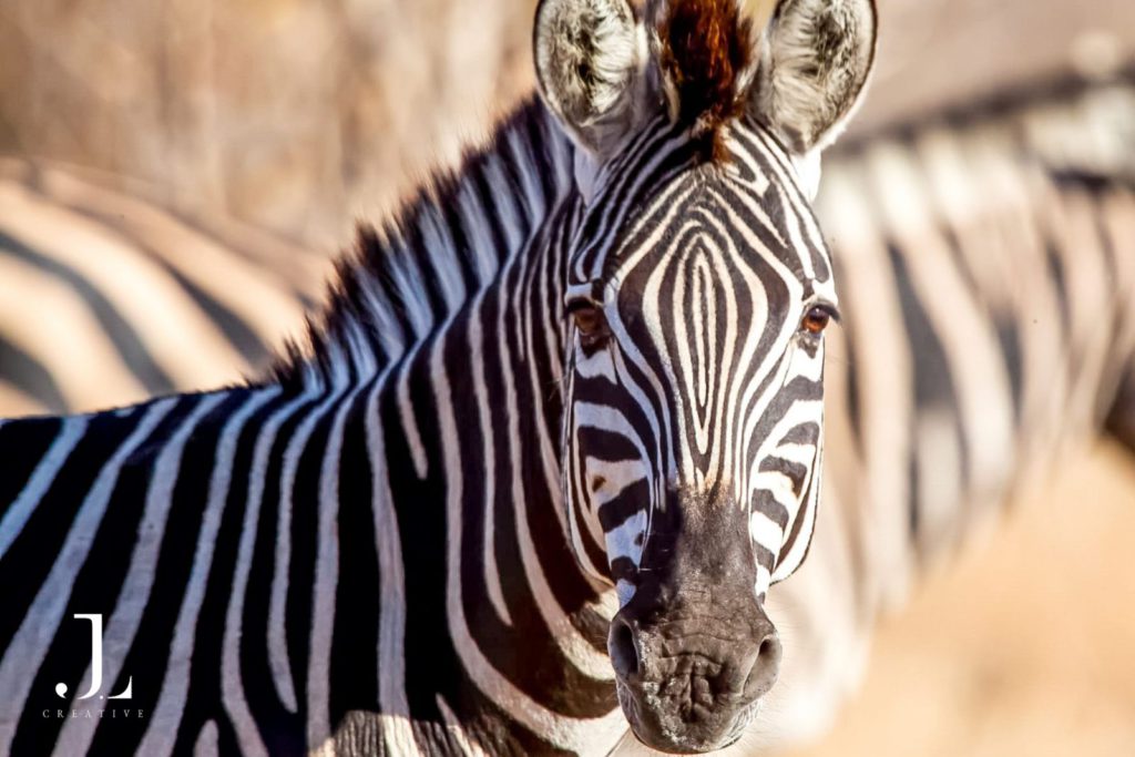 Kenya safari photography