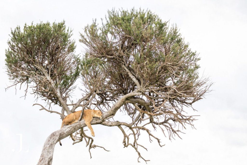 Luxury Safari Photography in Kenya