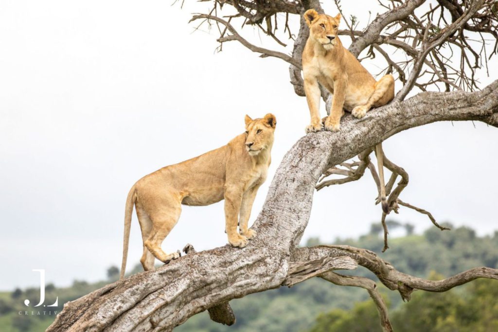 Luxury Safari Photography in Kenya