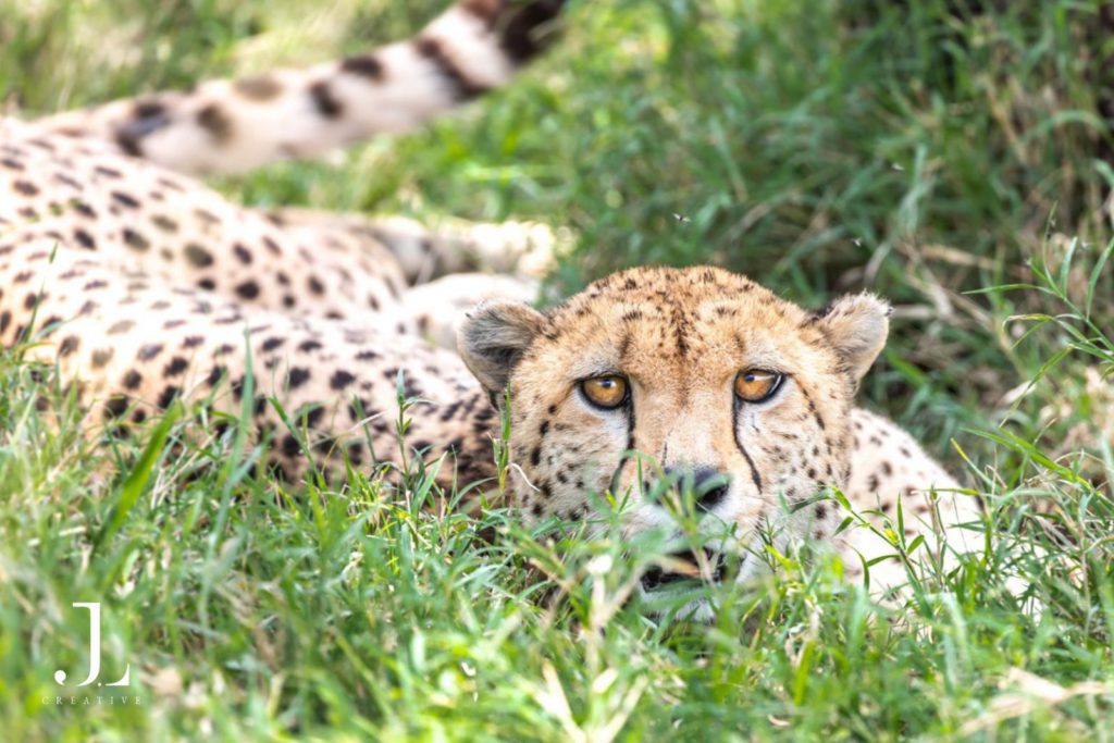 Luxury Safari Photography in Kenya