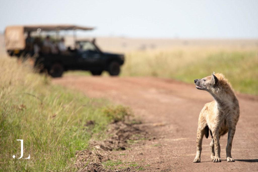 Kenya safari photography
