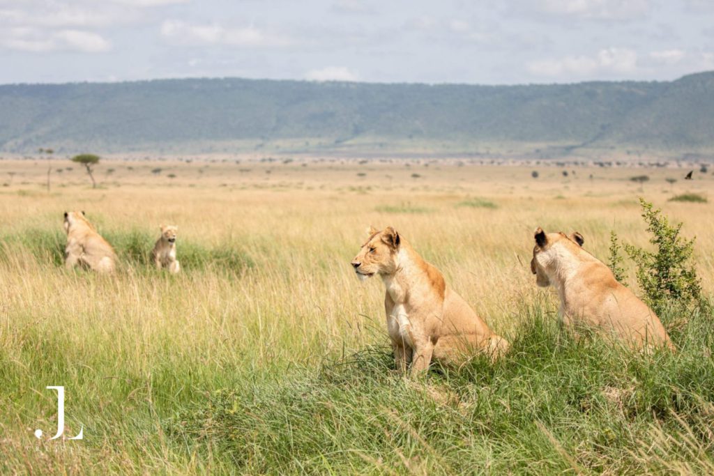 Kenya safari photography