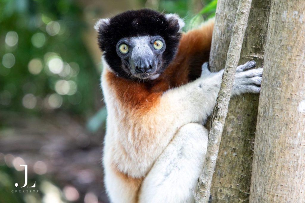 Madagascar wildlife photography