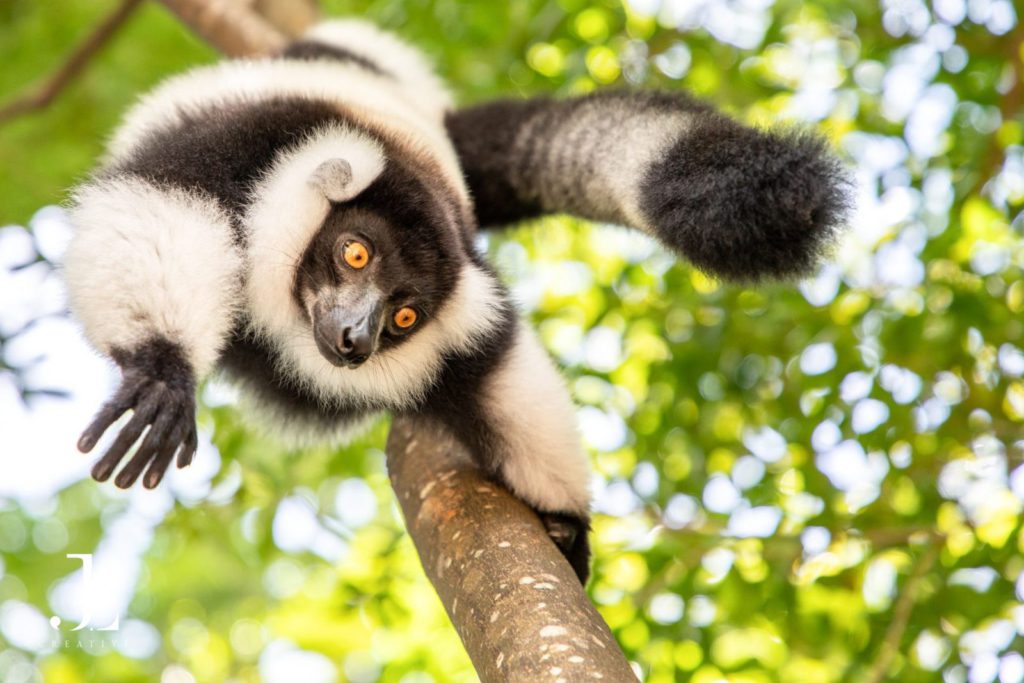 Madagascar wildlife photography