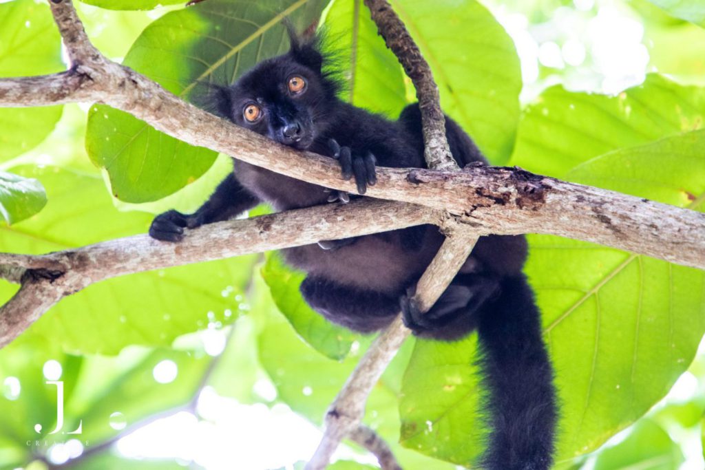 Madagascar wildlife photography