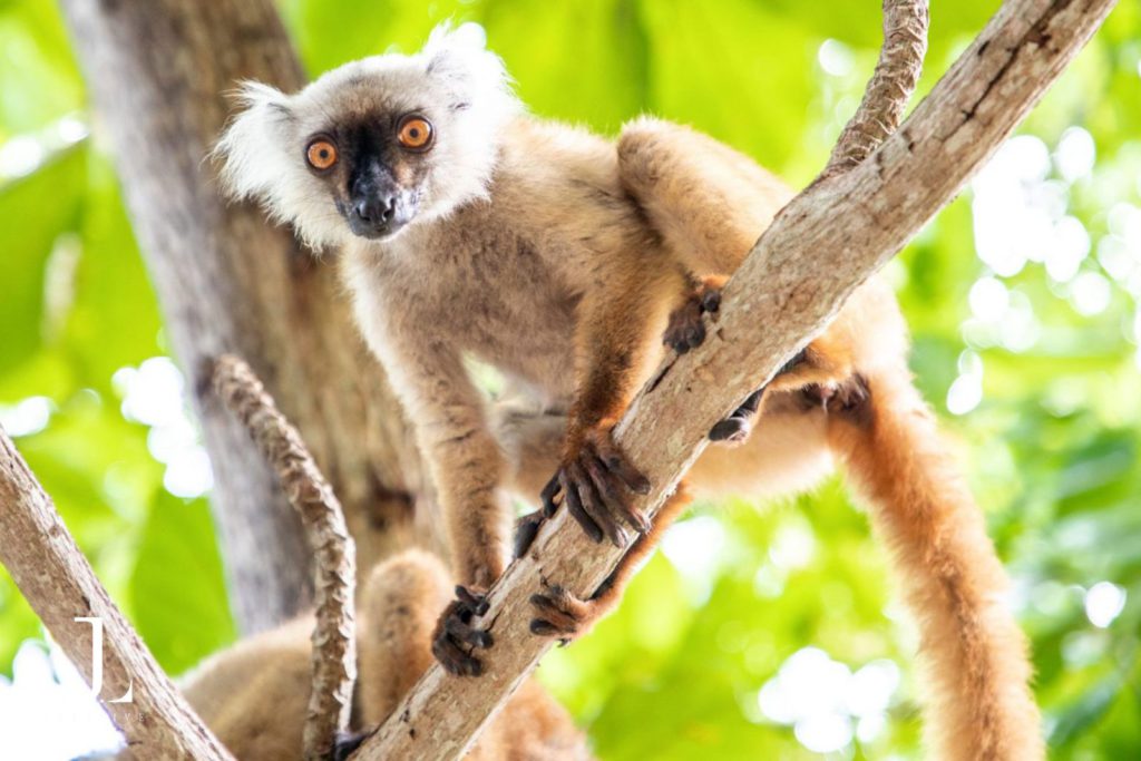 Madagascar wildlife photography