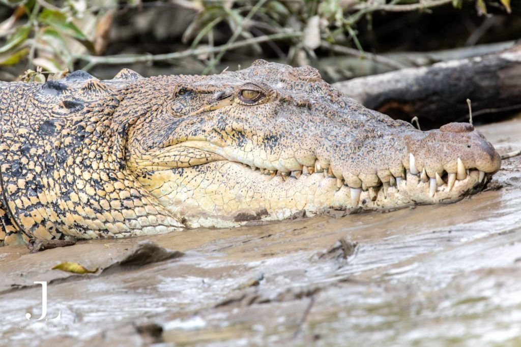 Wildlife photography in Borneo Malaysia