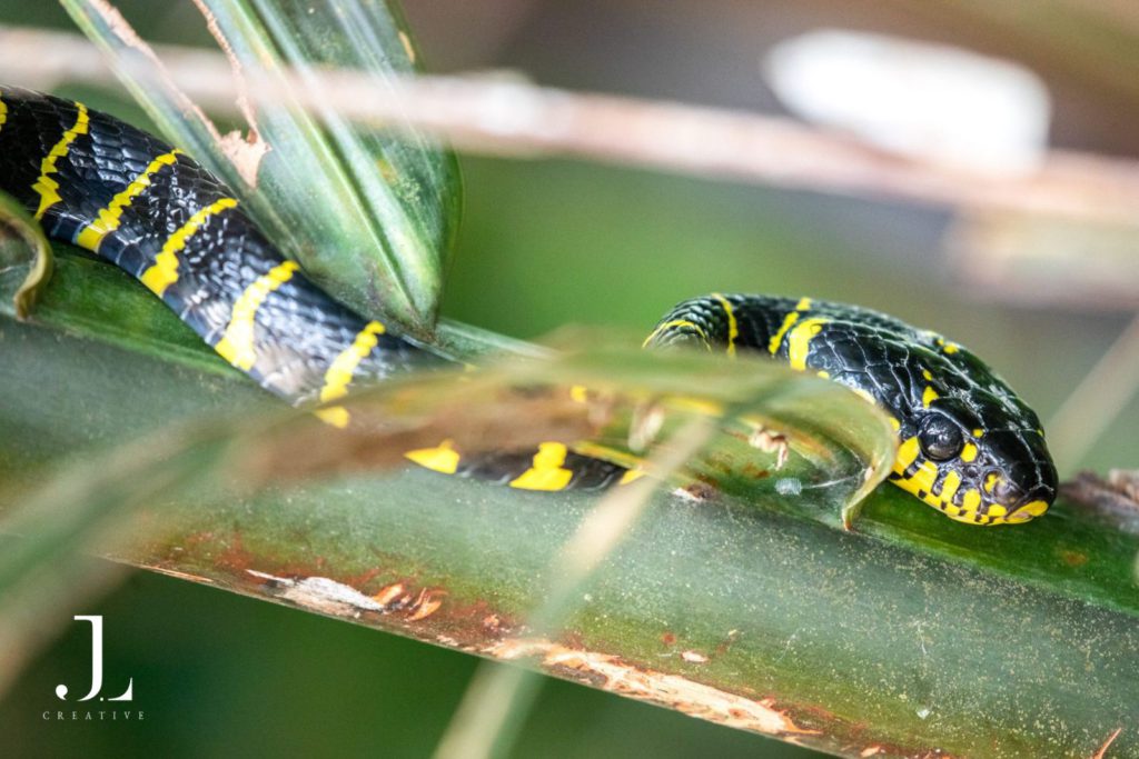 Wildlife photography in Borneo Malaysia