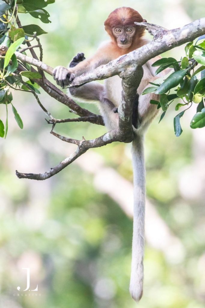 Wildlife photography in Borneo Malaysia