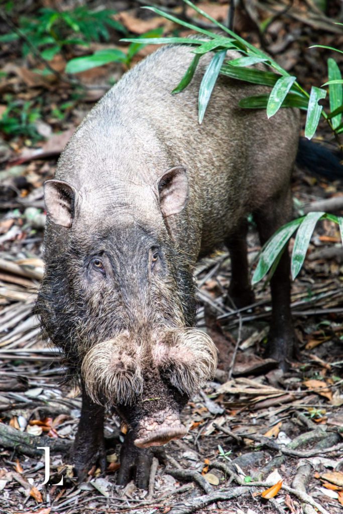 Wildlife photography in Borneo Malaysia