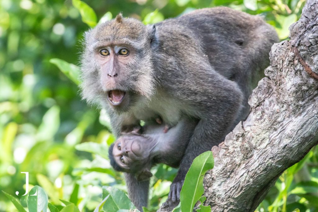 Wildlife photographer Malaysia