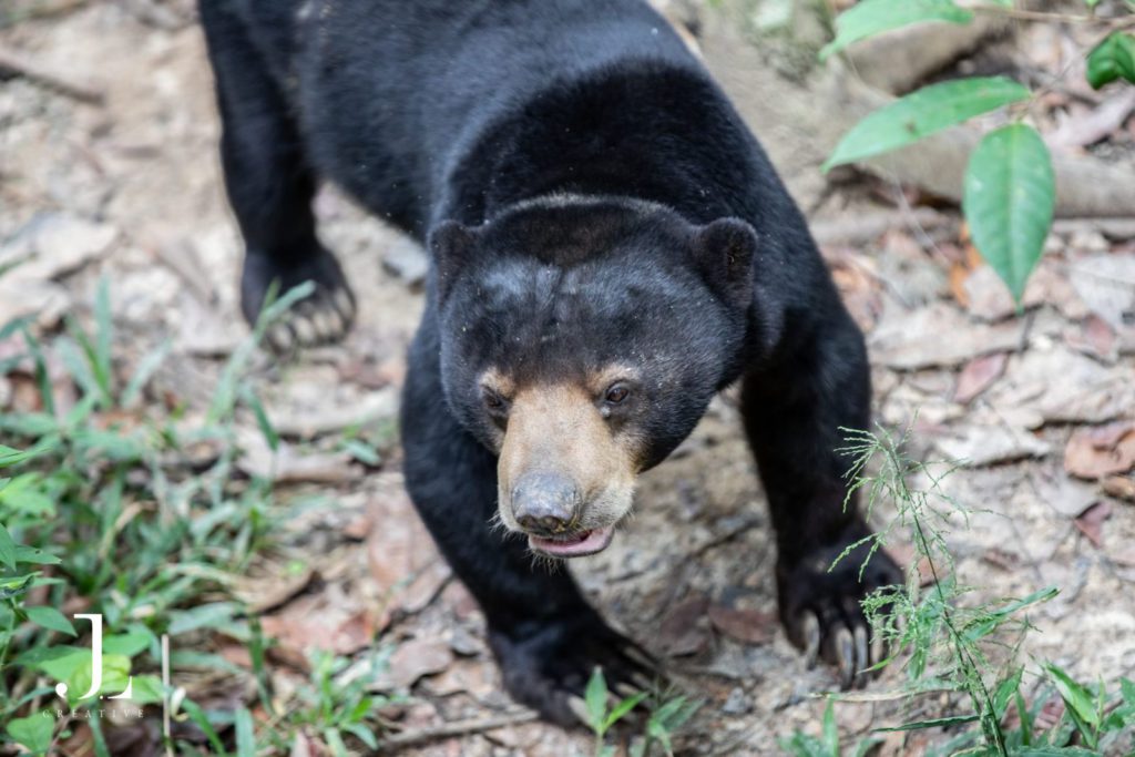 Wildlife photographer Malaysia