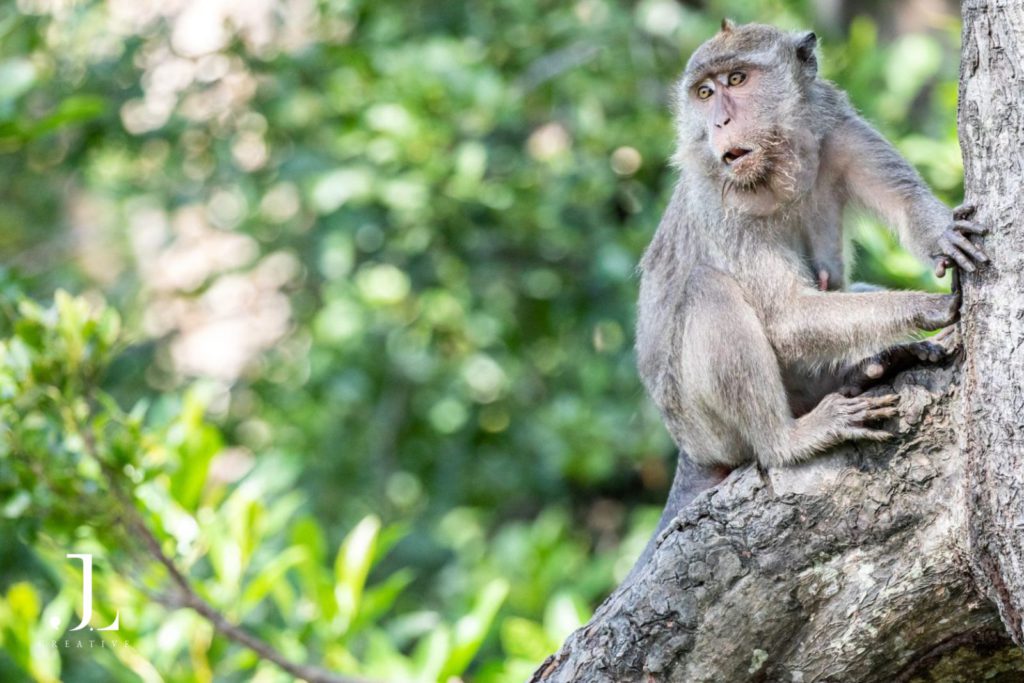 Borneo wildlife photography