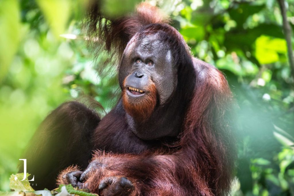 Wildlife photographer Malaysia