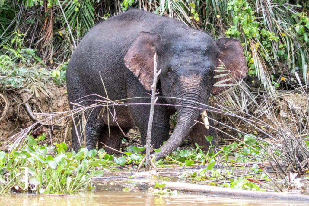 Wildlife photographer Malaysia