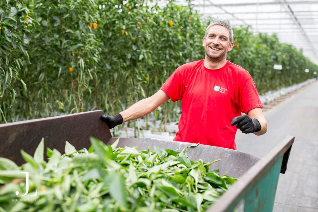 Thanet Earth greenhouse photography