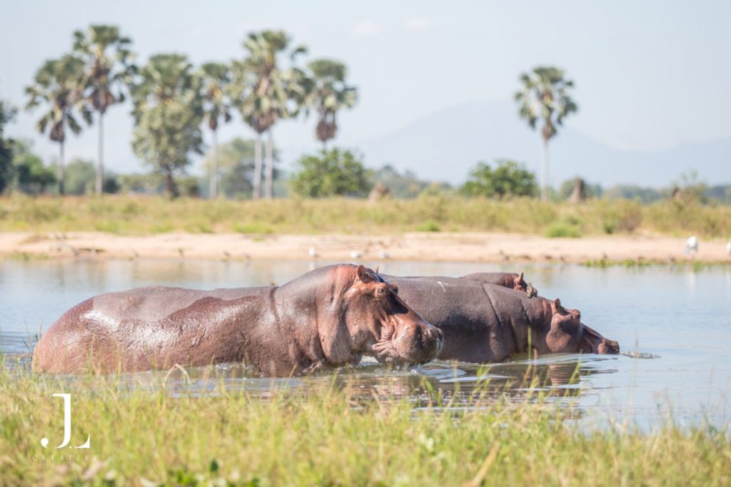 Hippos in the Shire River at sunset in Malawi