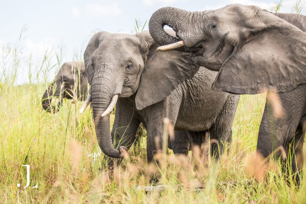 Elephants gathering at the river near Mvuu Safari Lodge Malawi