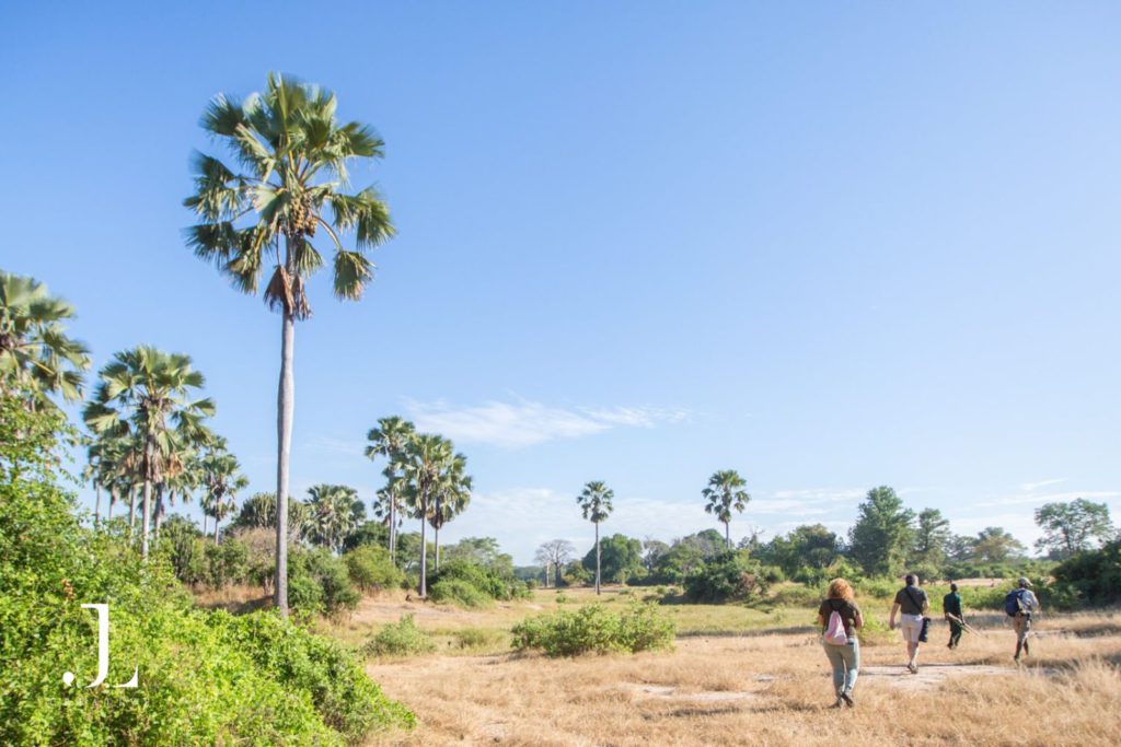 Bush walk experience in the Malawi safari landscape