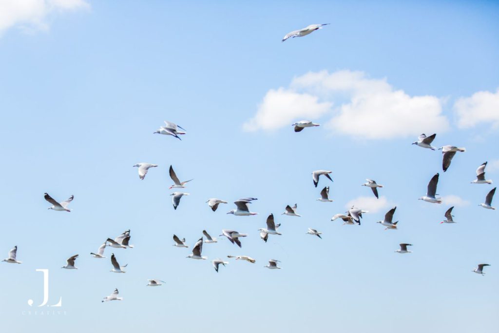 African skimmer bird flying across the river in Malawi