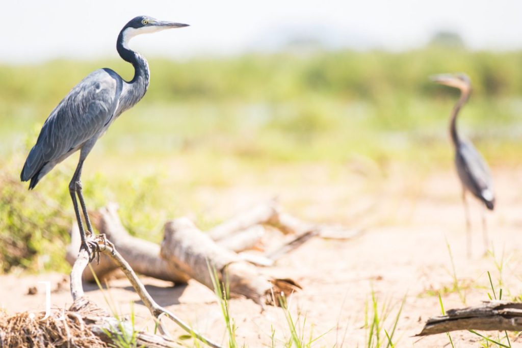 African safari photographer
