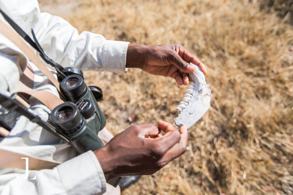 African safari photographer