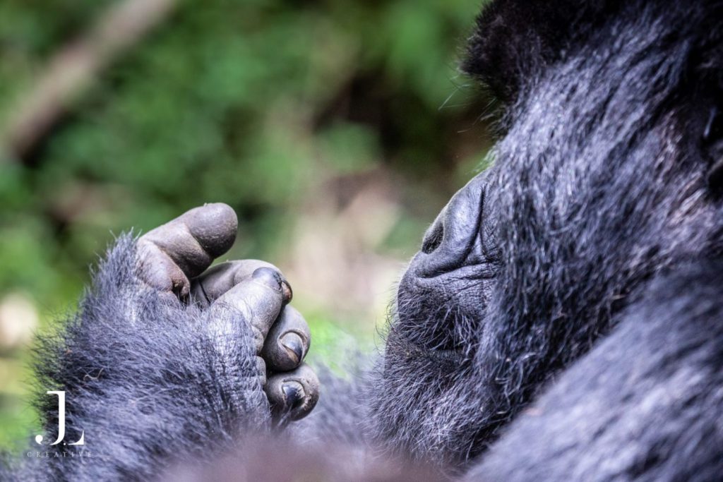Gorilla trekking Rwanda photography