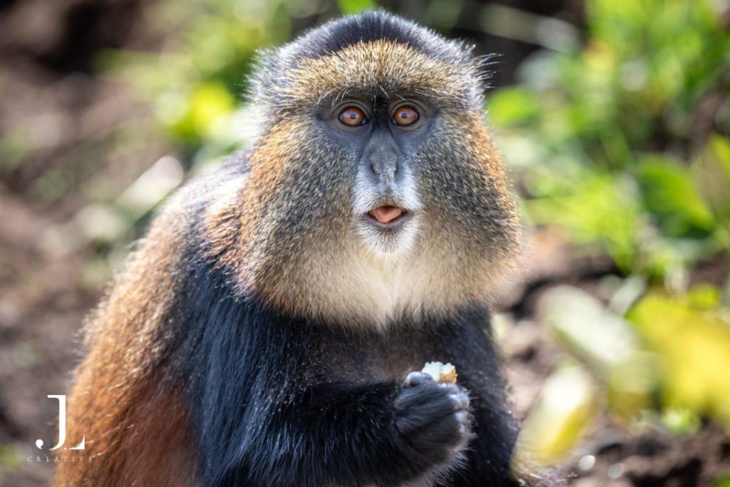 Luxury Wildlife Photography in Rwanda