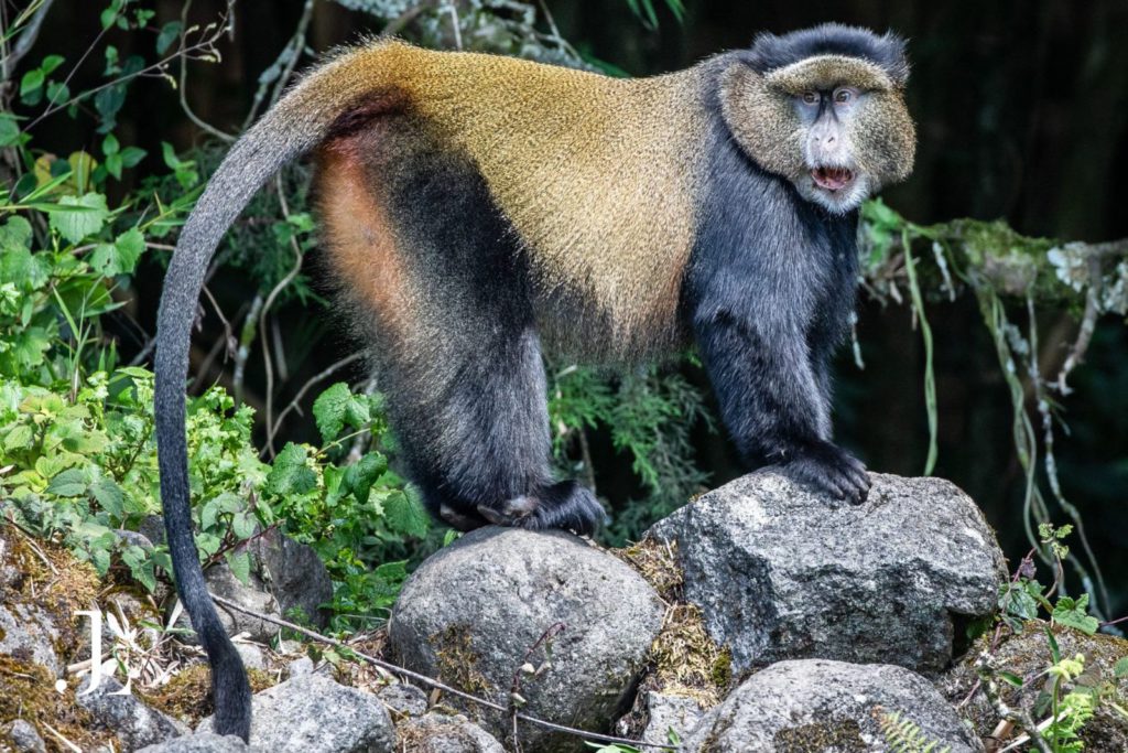 Luxury Wildlife Photography in Rwanda