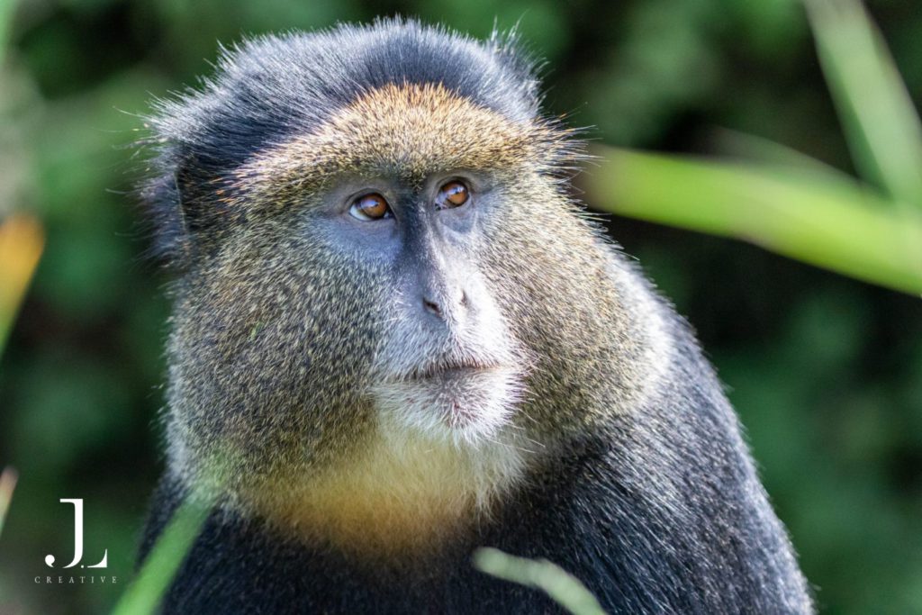 Luxury Wildlife Photography in Rwanda