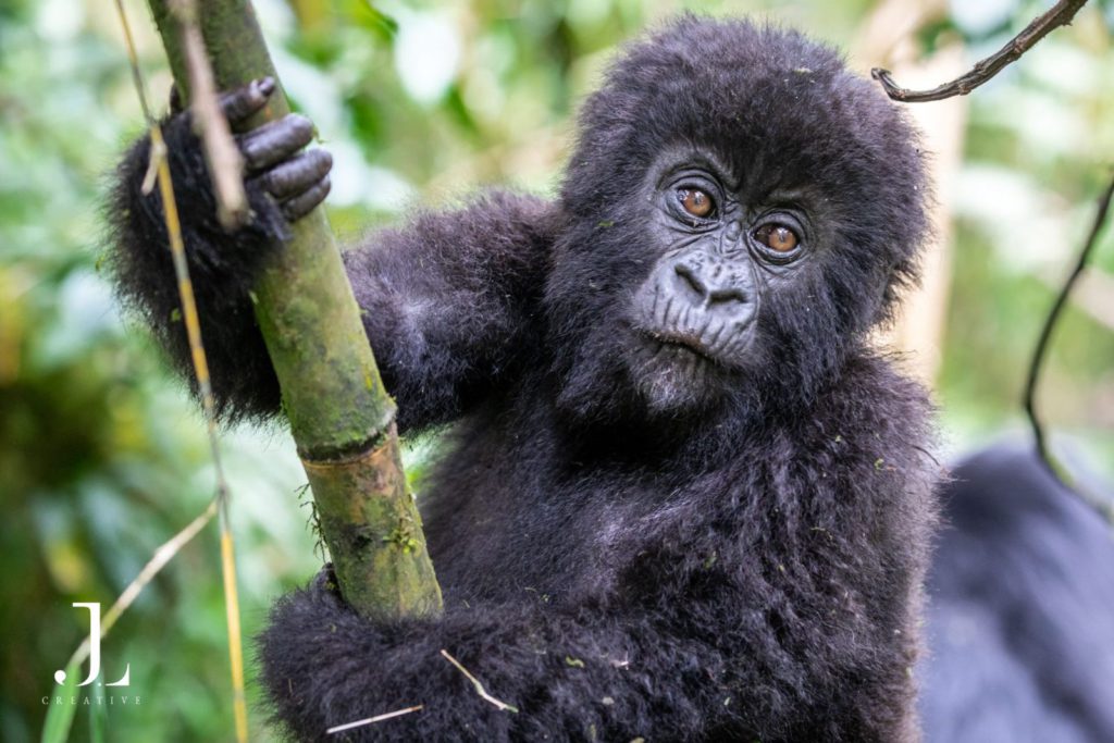 Gorilla trekking Rwanda photography